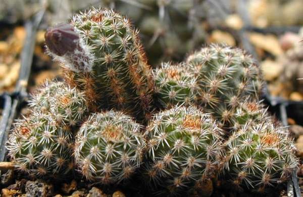 Pygmaeocereus_akersii